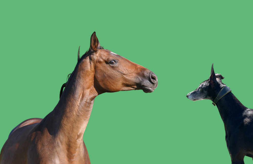 Warum du trotz regelmäßigem Pferdetraining oder Hundetraining eure Probleme nicht lösen kannst